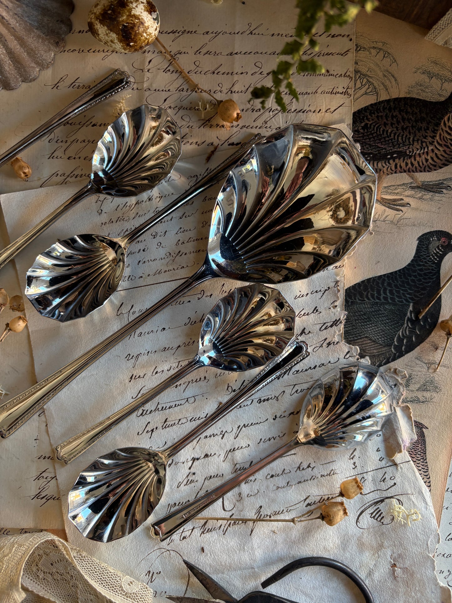 Boxed Set of Vintage Shell-Shaped Sugar Spoons