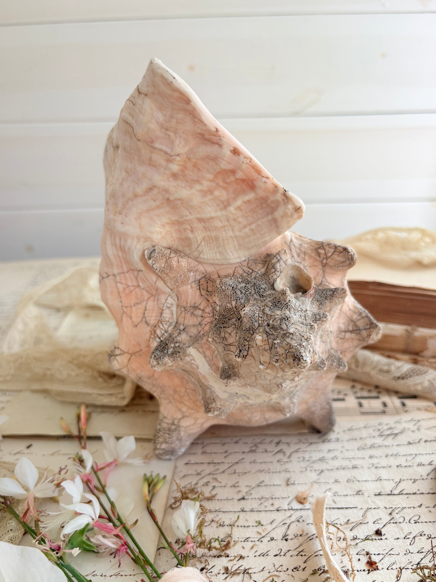 Large Antique Queen Conch Shell (Aliger gigas)