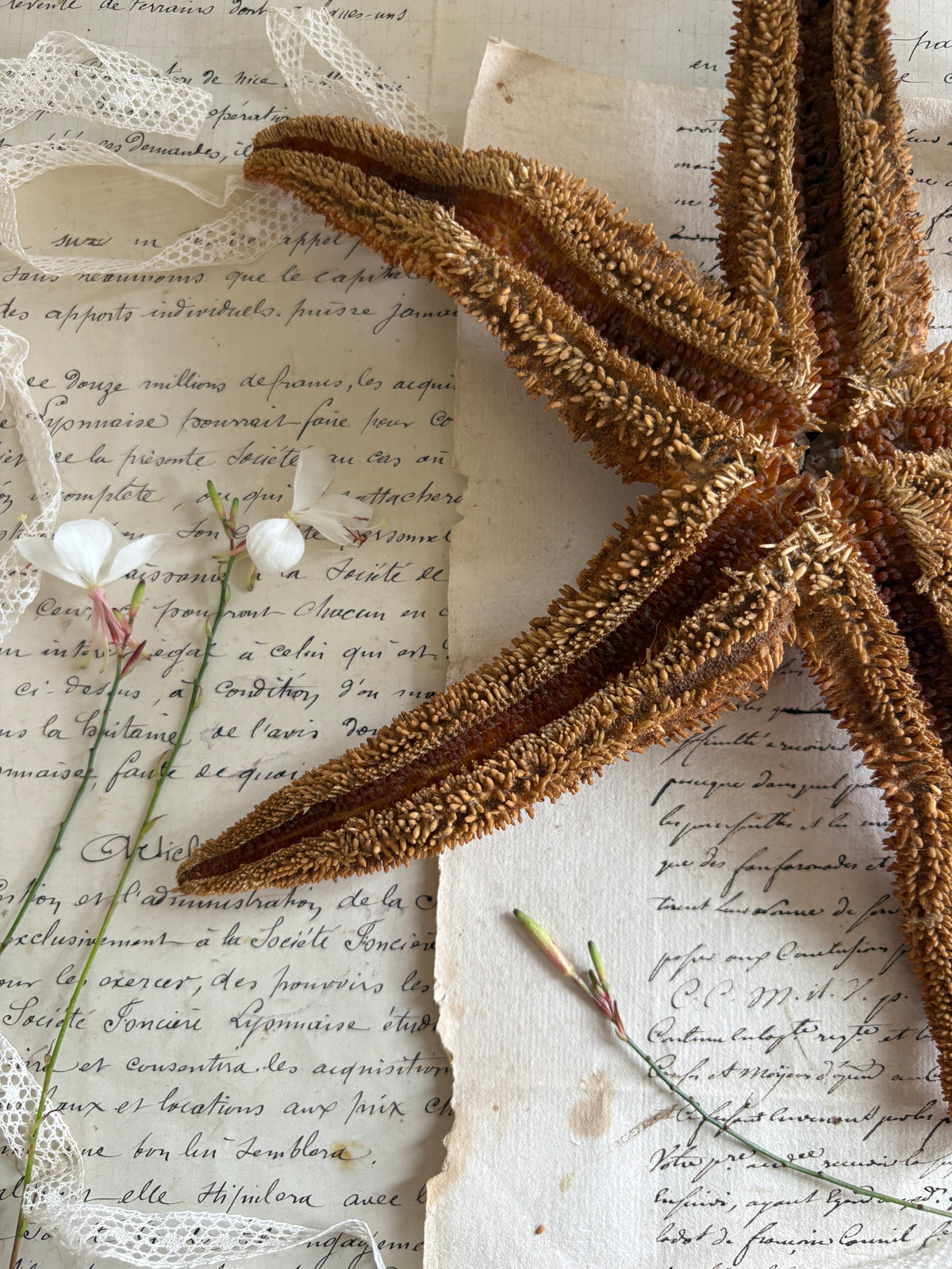Authentic Natural Spiny Starfish Specimen