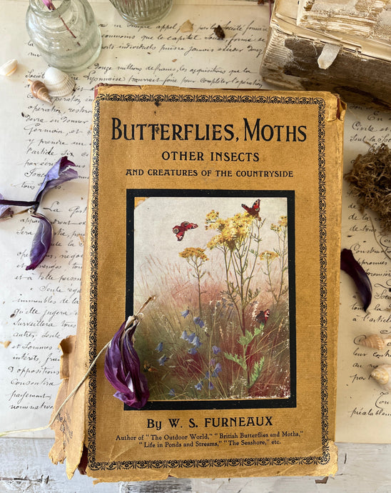antique illustrated butterflies moths and insect book