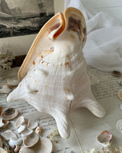 Load image into Gallery viewer, Large Vintage Natural Conch Shell
