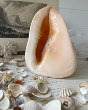 Load image into Gallery viewer, large vintage natural conch shell
