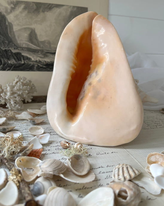 large vintage natural conch shell