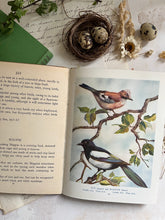 Load image into Gallery viewer, Selection Vintage Bird &amp; Flower Books
