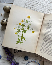 Load image into Gallery viewer, Wild Flowers Volume 11 Anne Pratt
