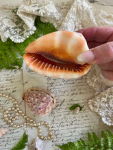 Load image into Gallery viewer, Two Bullmouth Helmet Conch Shell
