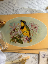 Load image into Gallery viewer, Tropical Bird Vintage Placemats
