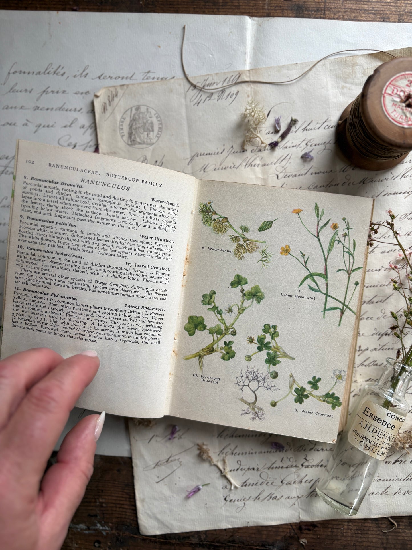 A Flower Book for the Pocket by Skene