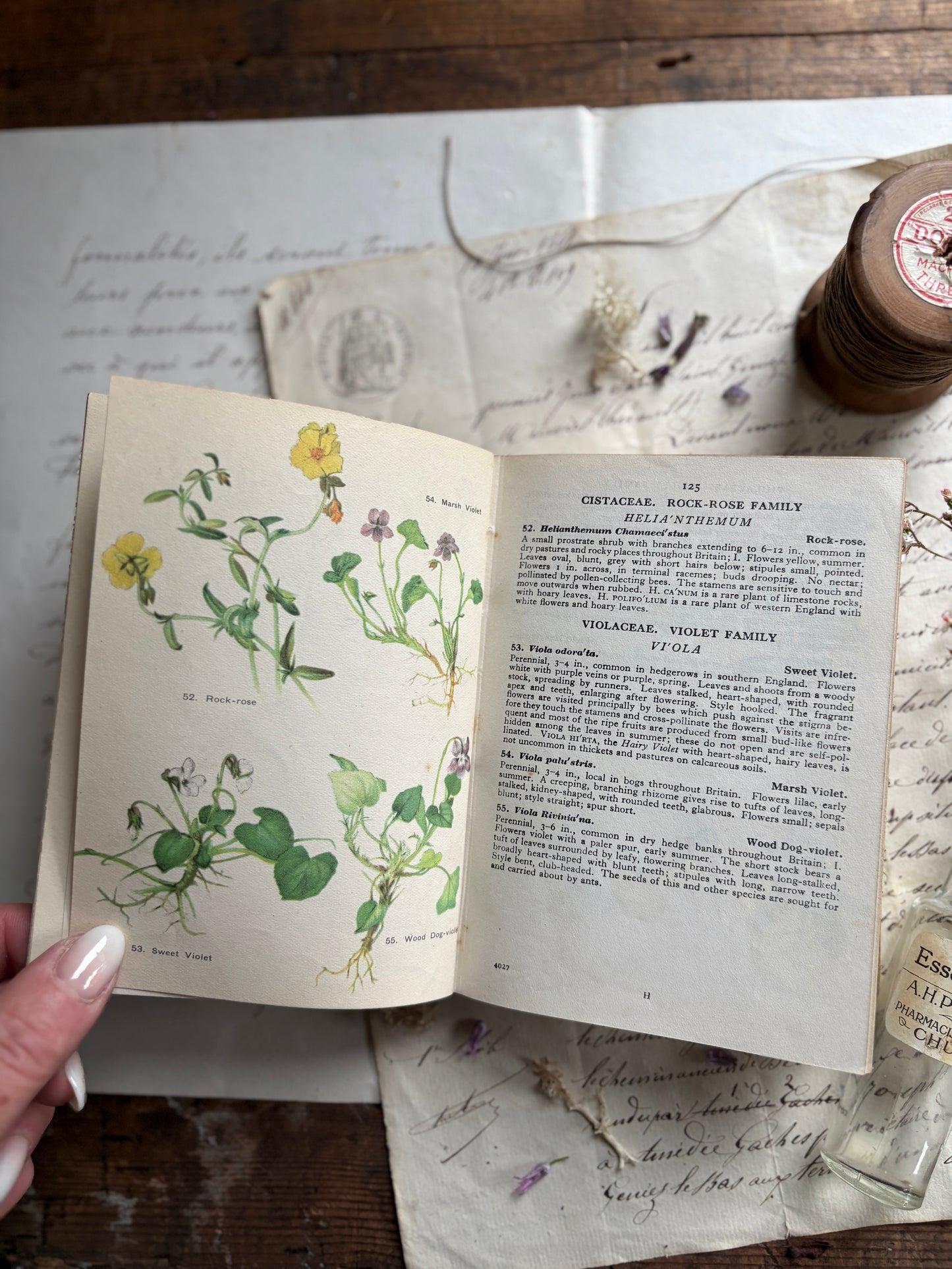 A Flower Book for the Pocket by Skene