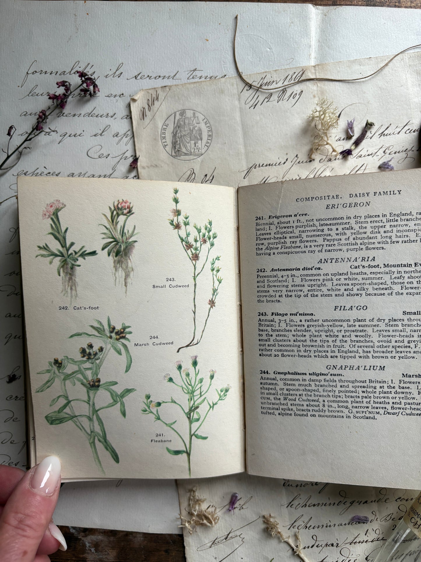 A Flower Book for the Pocket by Skene