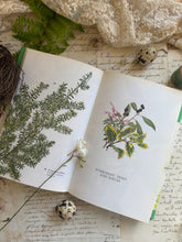 Load image into Gallery viewer, Evergreen Garden Trees and Shrubs by Anthony Huxley – Vintage Gardening Book
