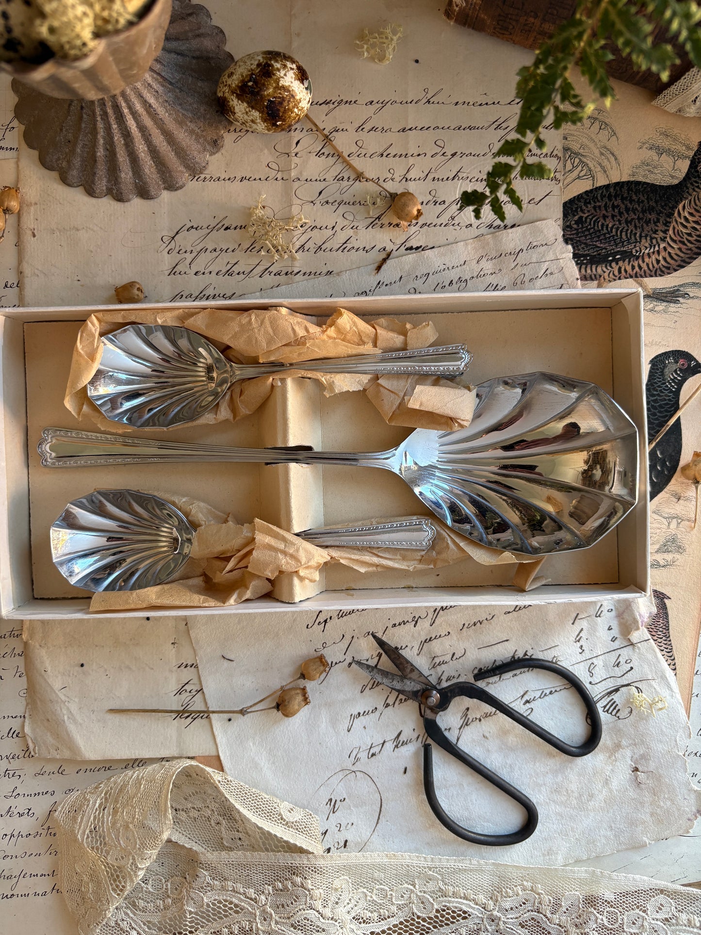 Boxed Set of Vintage Shell-Shaped Sugar Spoons