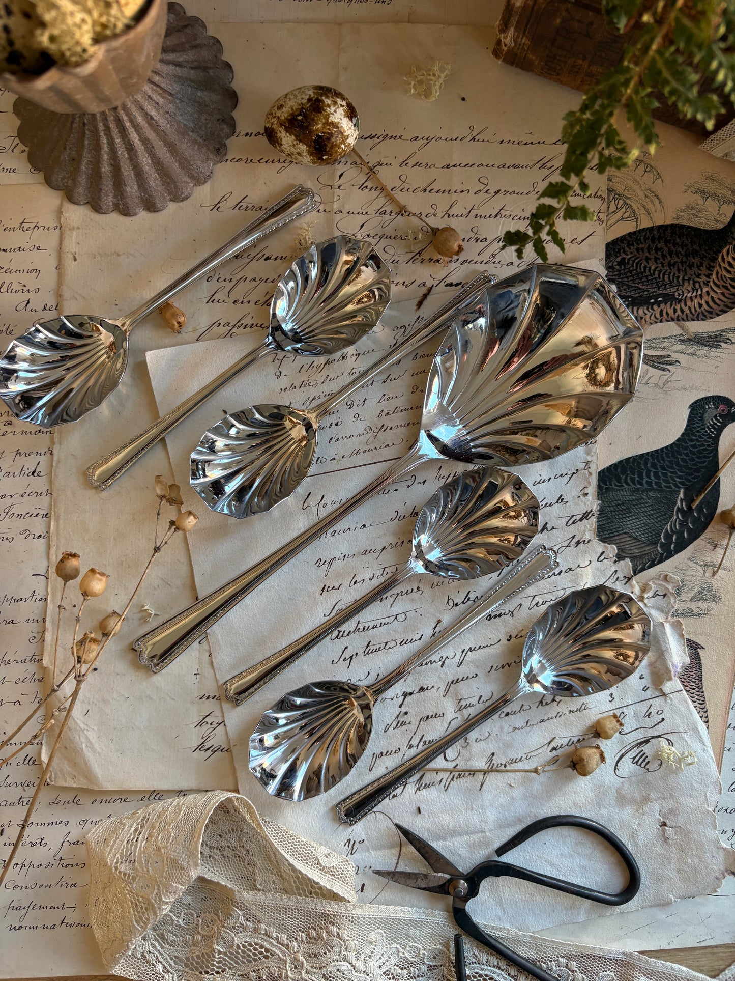 Boxed Set of Vintage Shell-Shaped Sugar Spoons