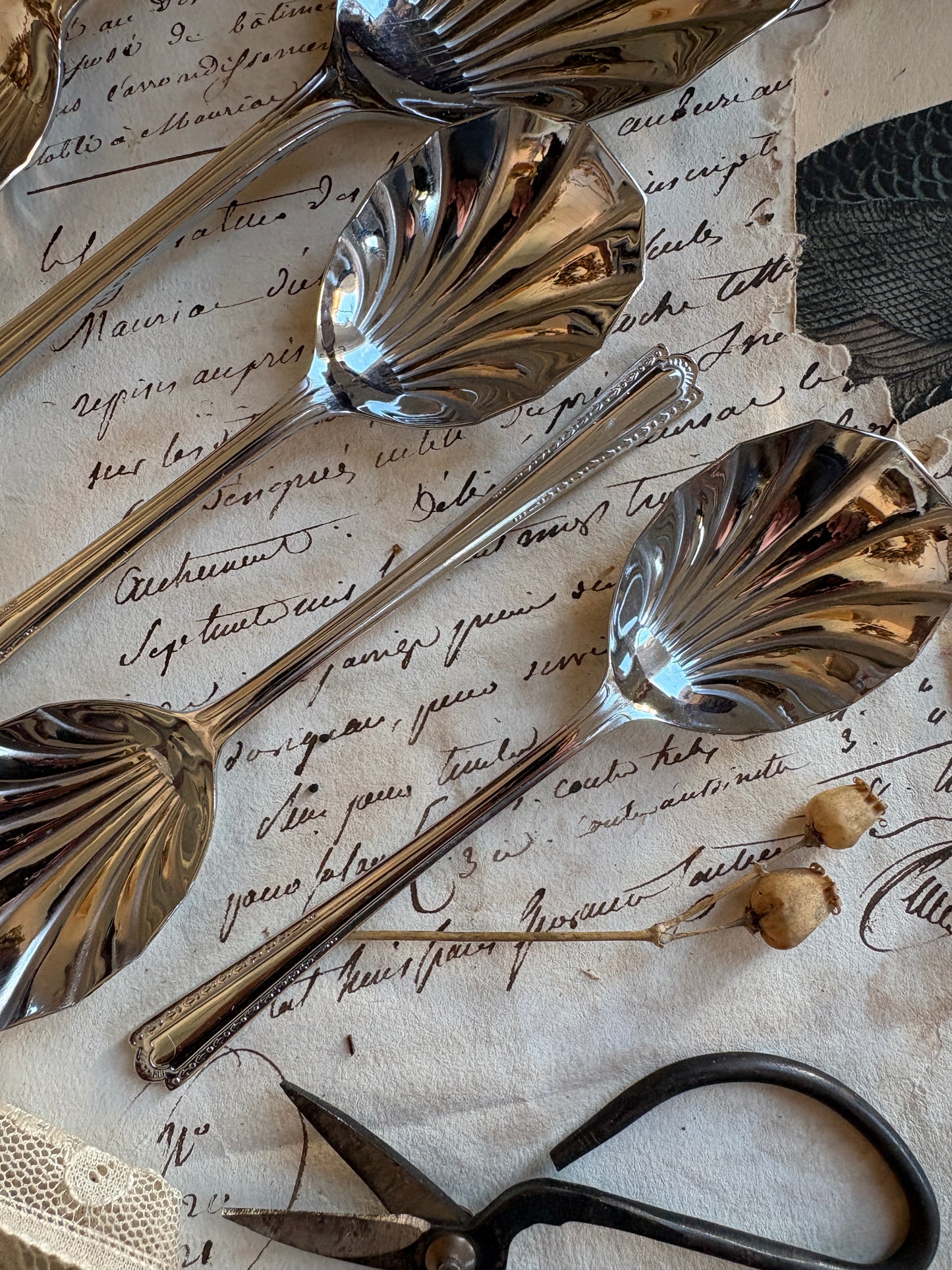 Boxed Set of Vintage Shell-Shaped Sugar Spoons