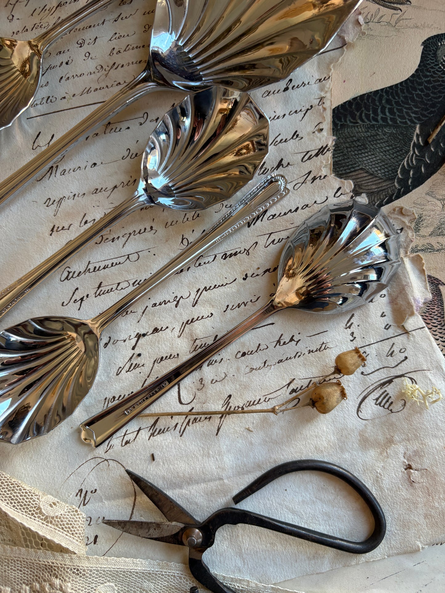 Boxed Set of Vintage Shell-Shaped Sugar Spoons