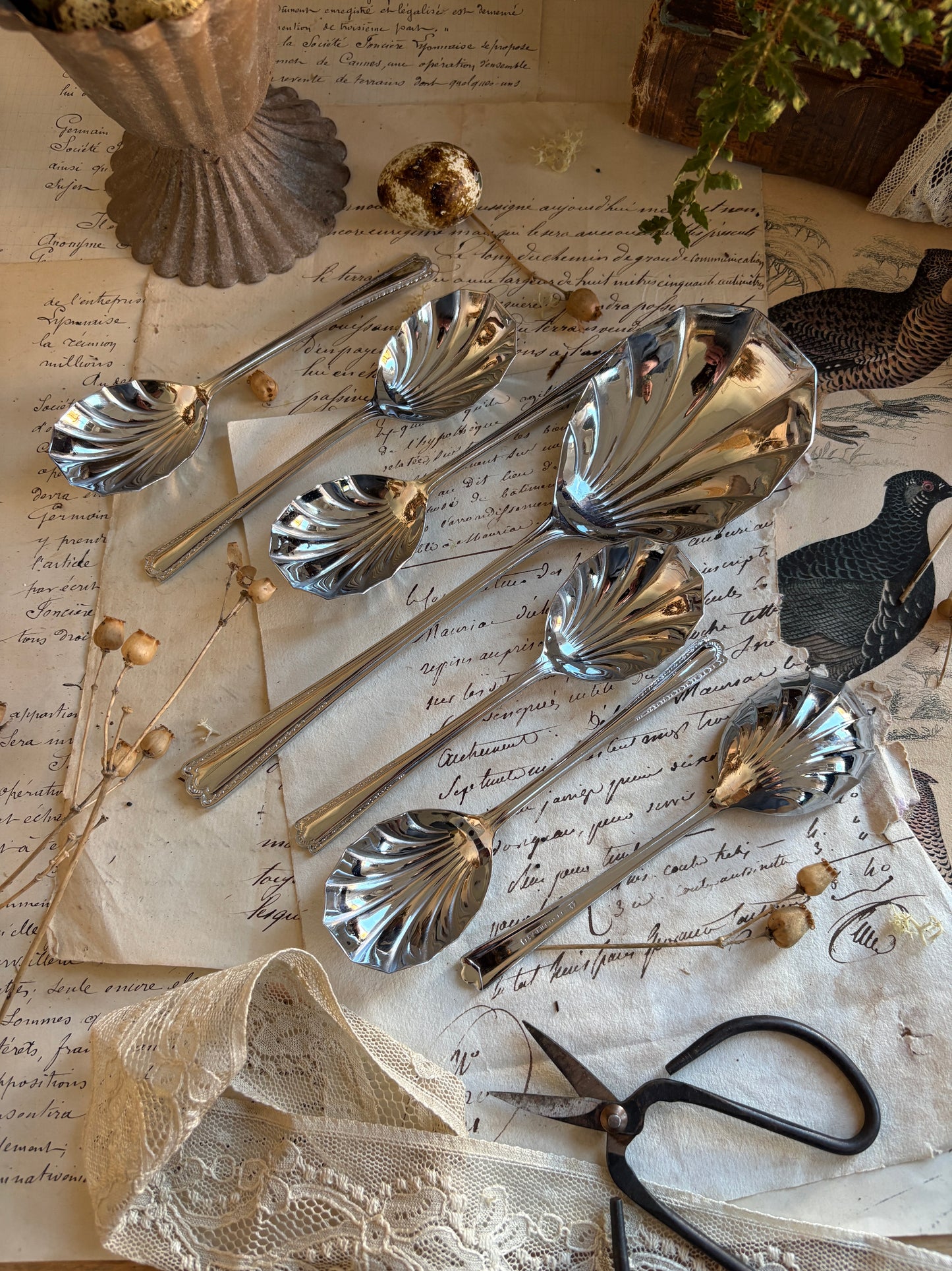 Boxed Set of Vintage Shell-Shaped Sugar Spoons
