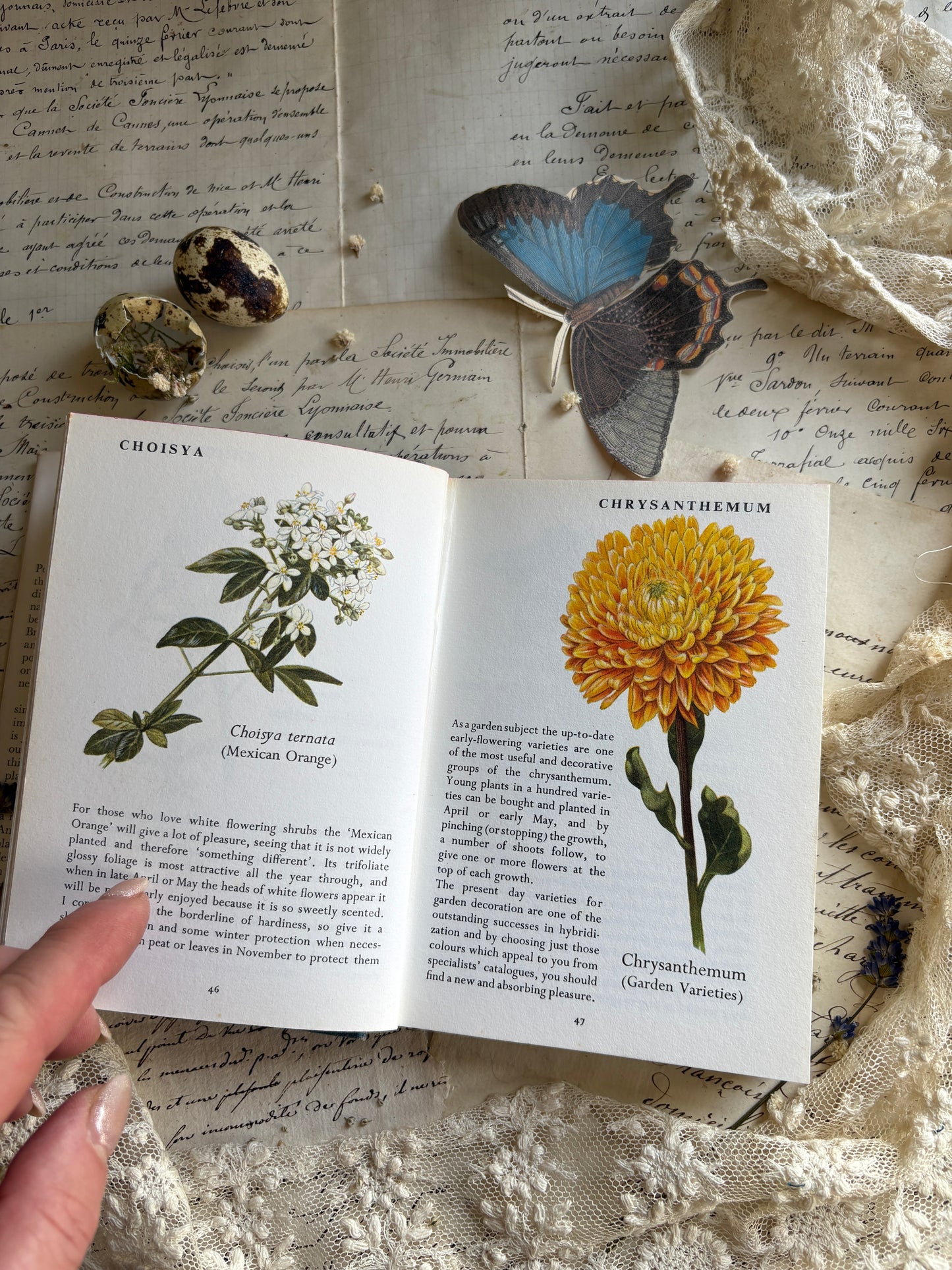 Pocket Book of Garden Flowers