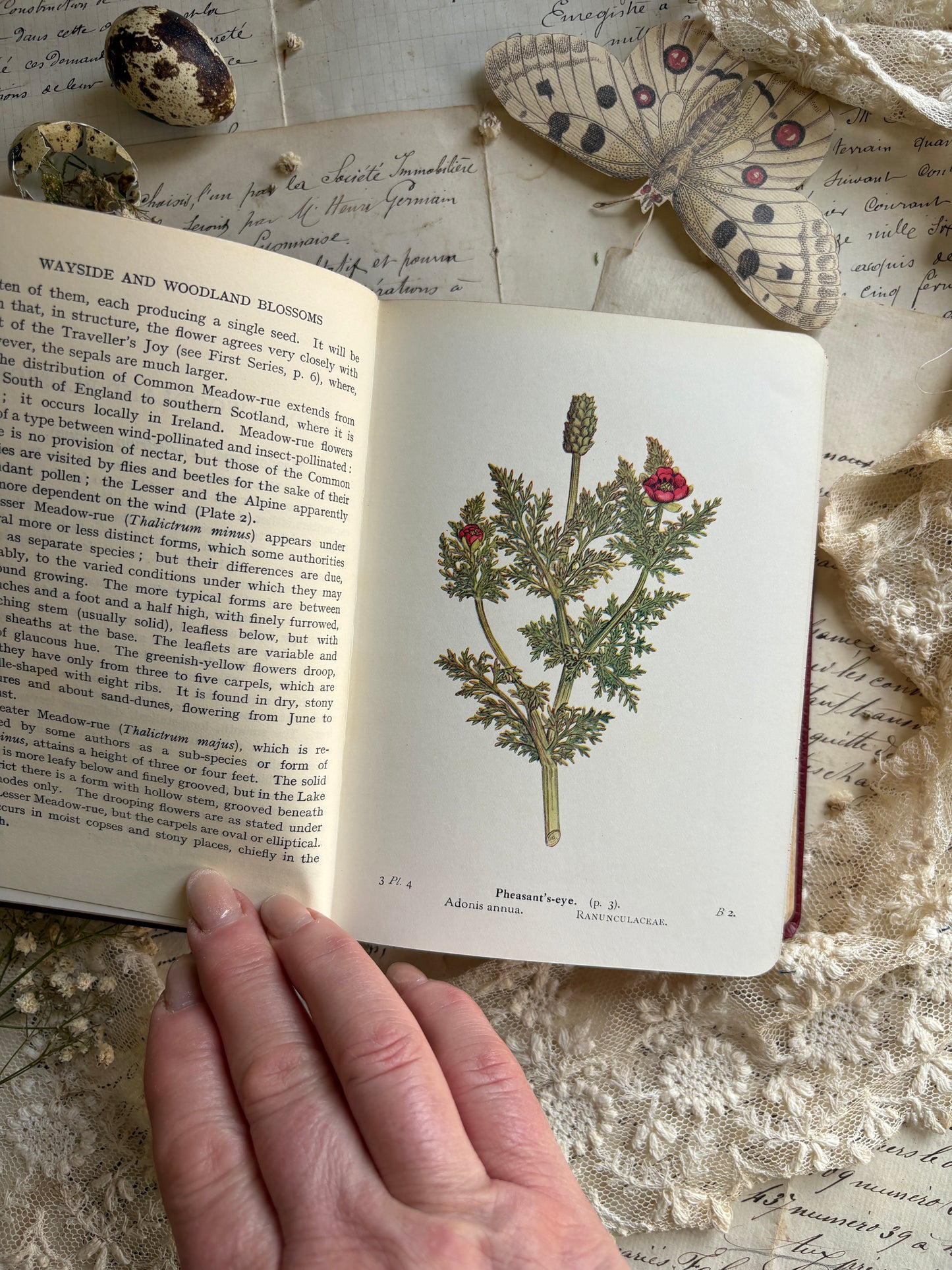 Wayside & Woodland Blossoms by Edward Step