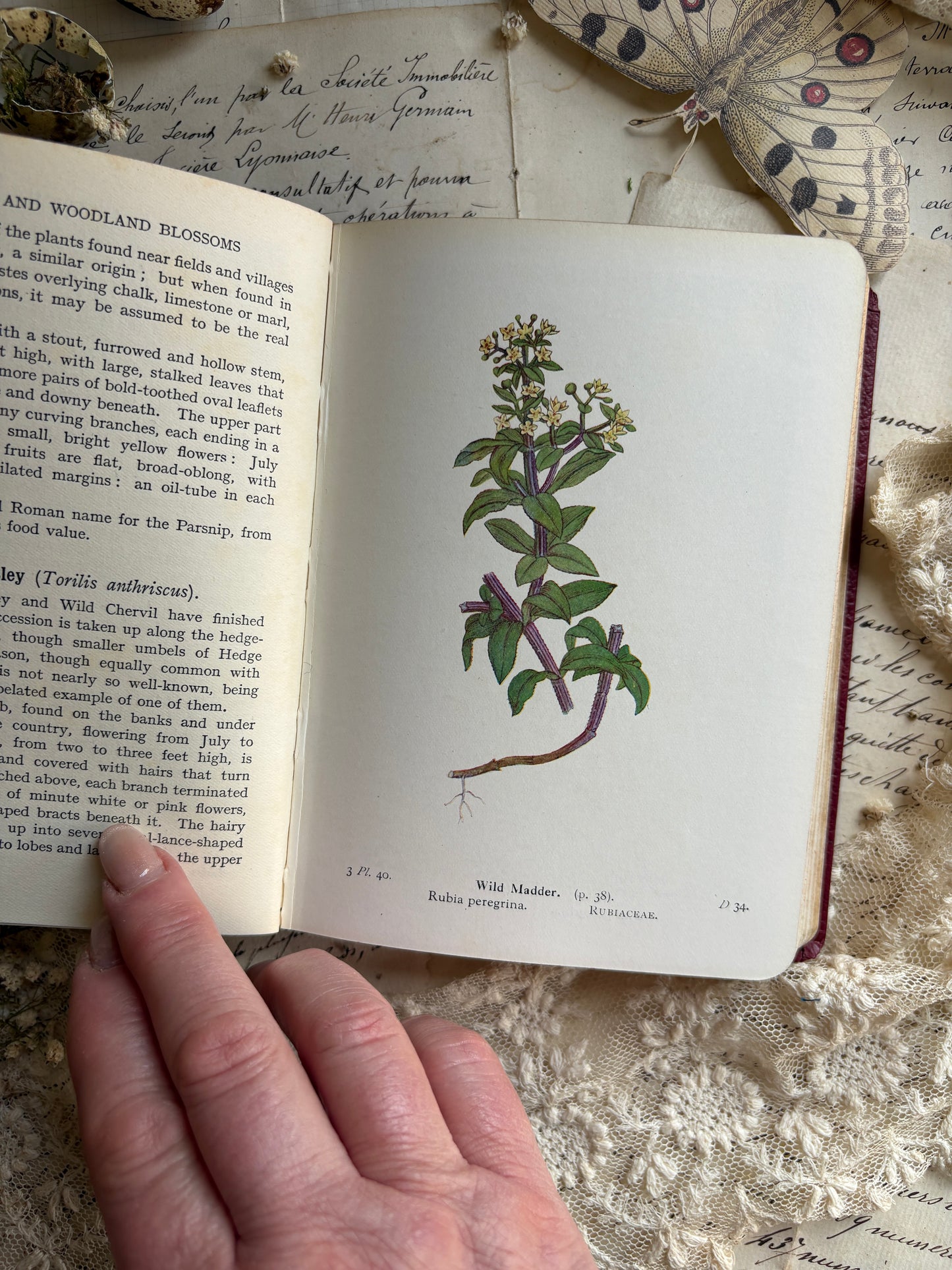 Wayside & Woodland Blossoms by Edward Step