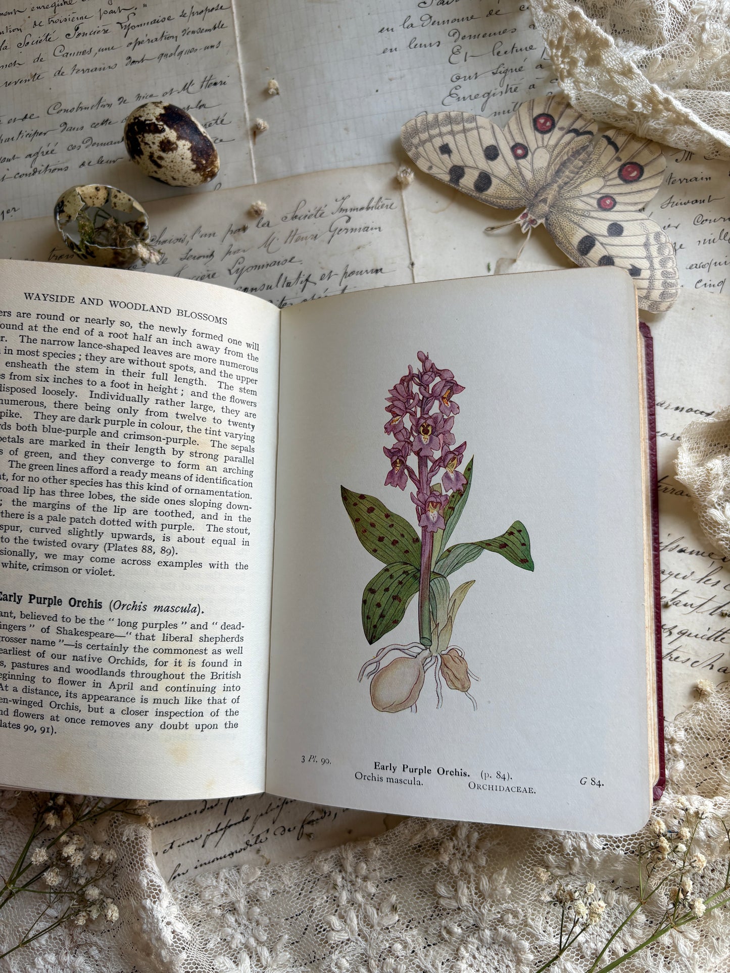 Wayside & Woodland Blossoms by Edward Step