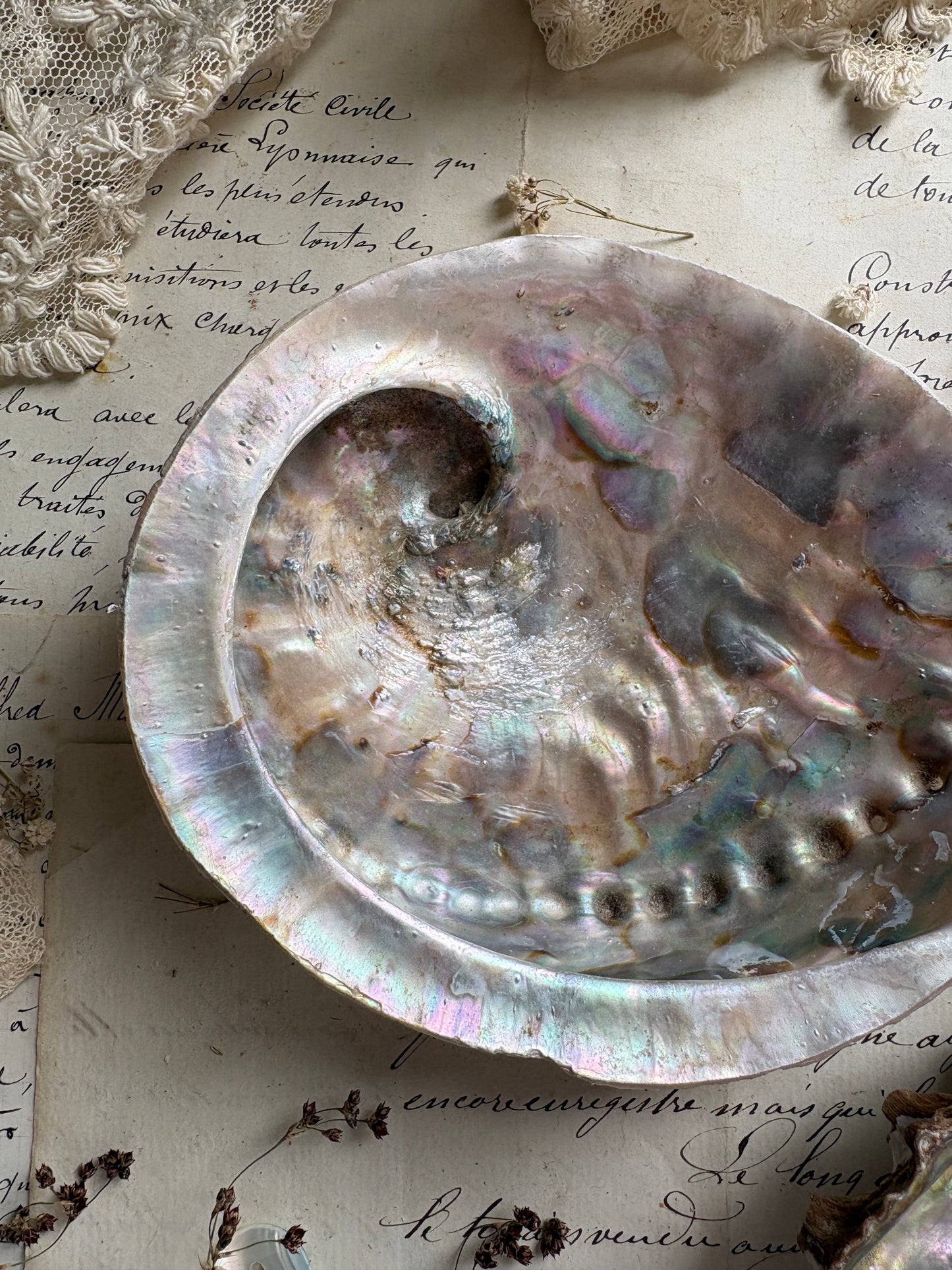 Antique Abalone Shell Dish Natural Mother of Pearl