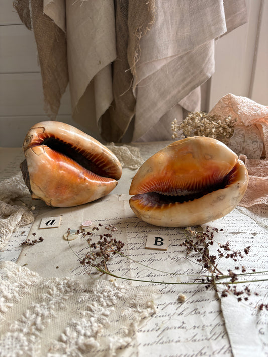 Vintage Bull’s Mouth Helmet Shell