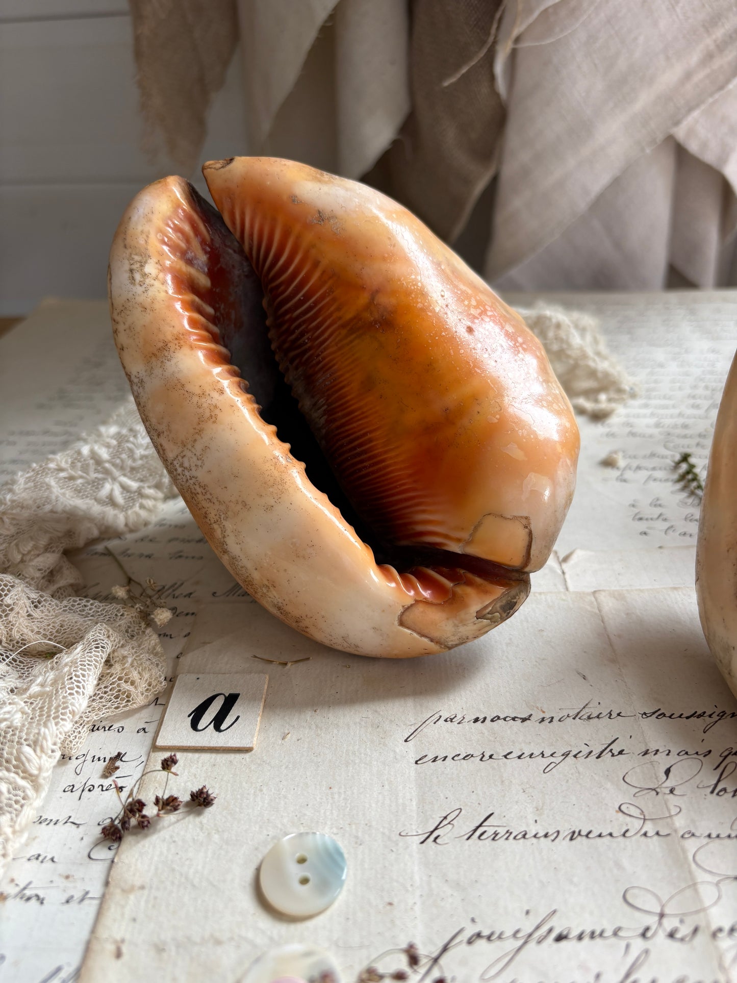 Vintage Bull’s Mouth Helmet Shell