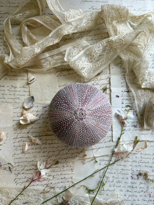 Vintage Purple Sea Urchin Shell