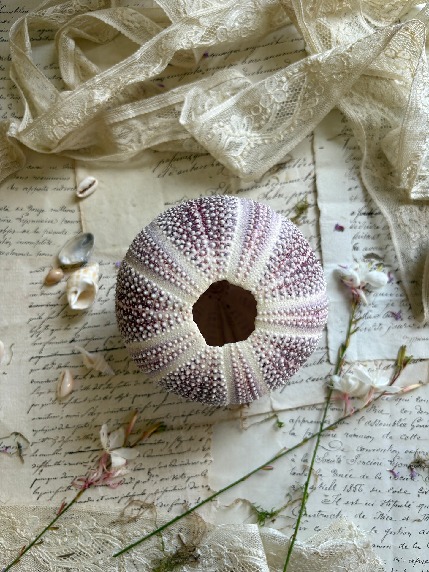Vintage Purple Sea Urchin Shell