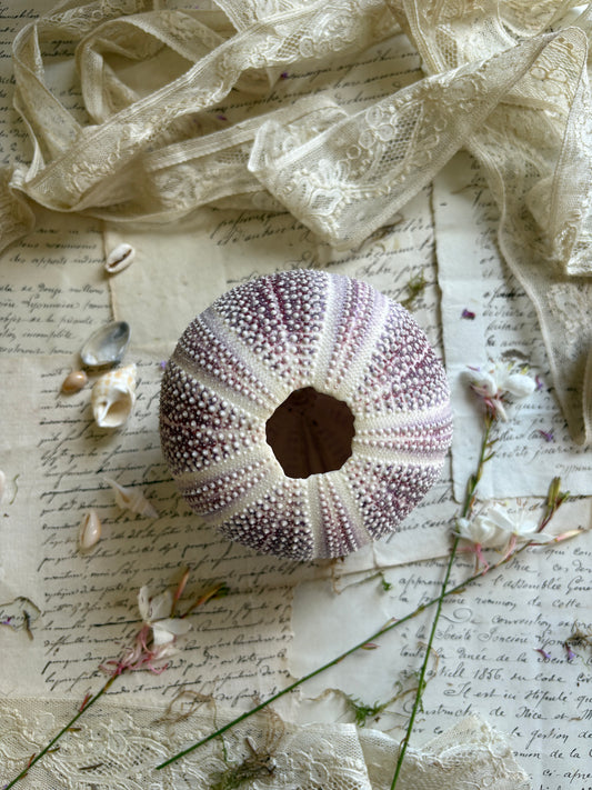 Vintage Purple Sea Urchin Shell