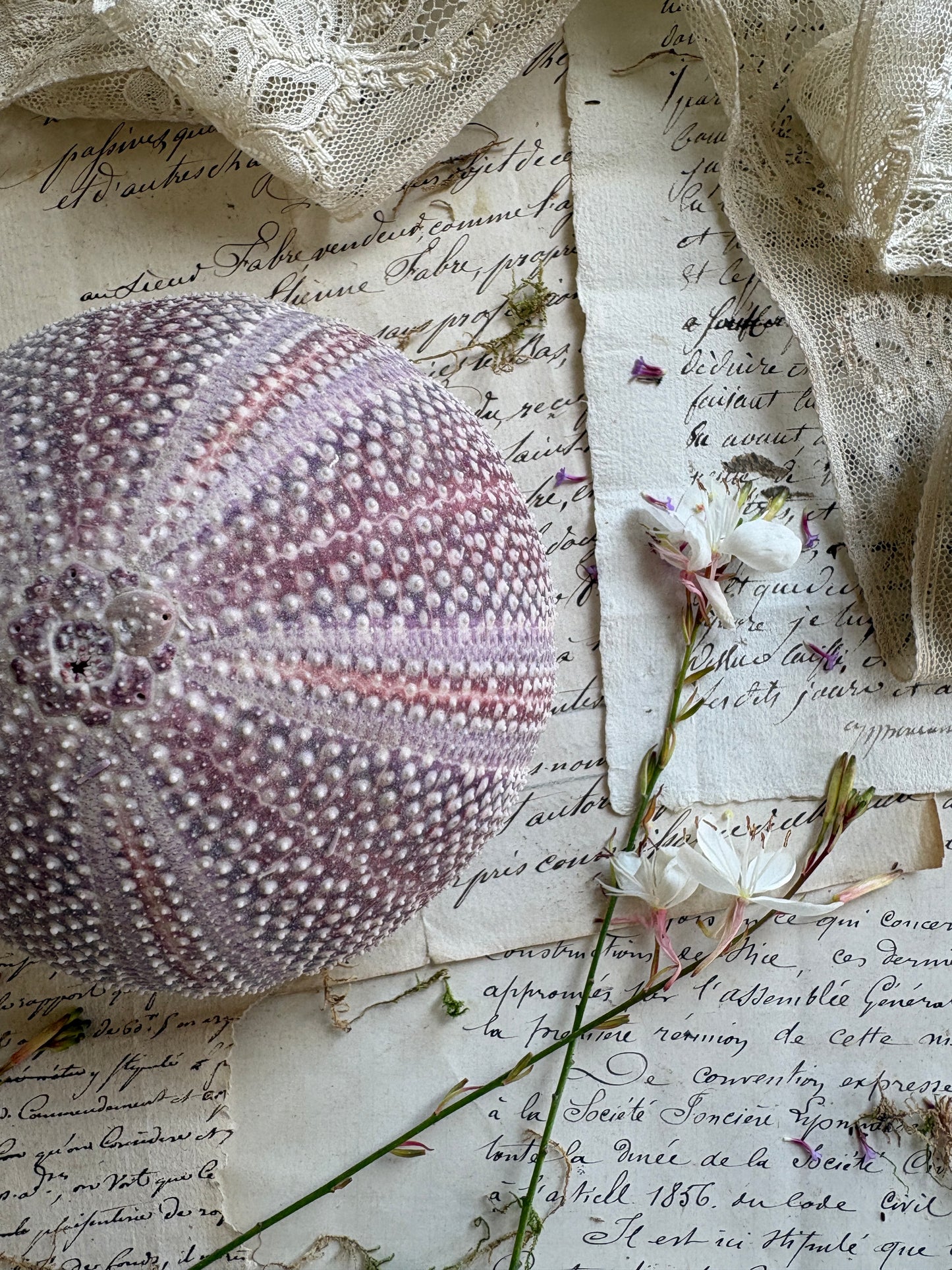 Vintage Purple Sea Urchin Shell