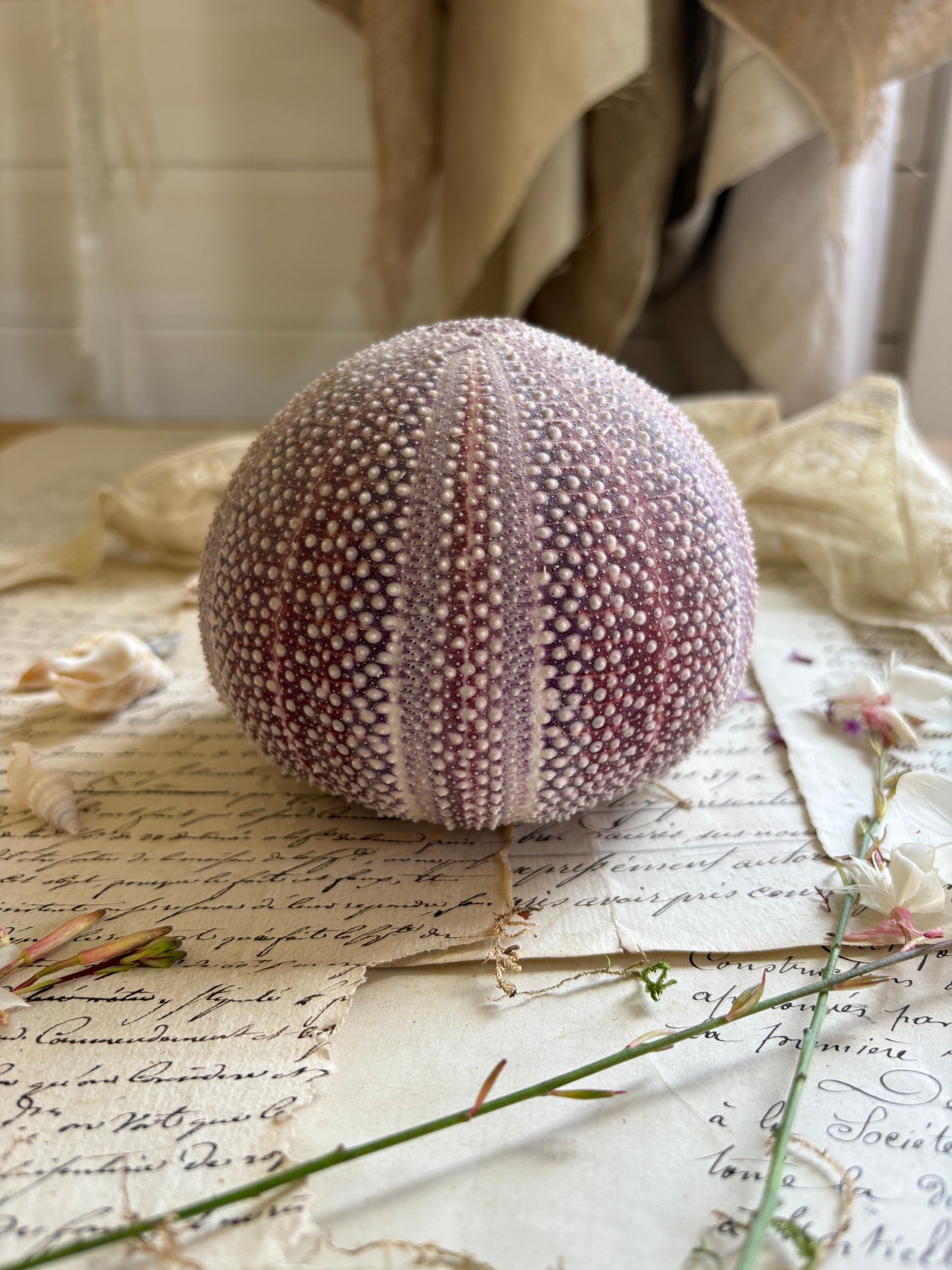 Vintage Purple Sea Urchin Shell