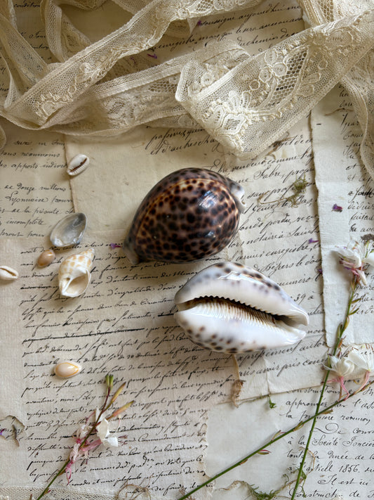 Pair of Vintage Natural Tiger Cowrie Shells