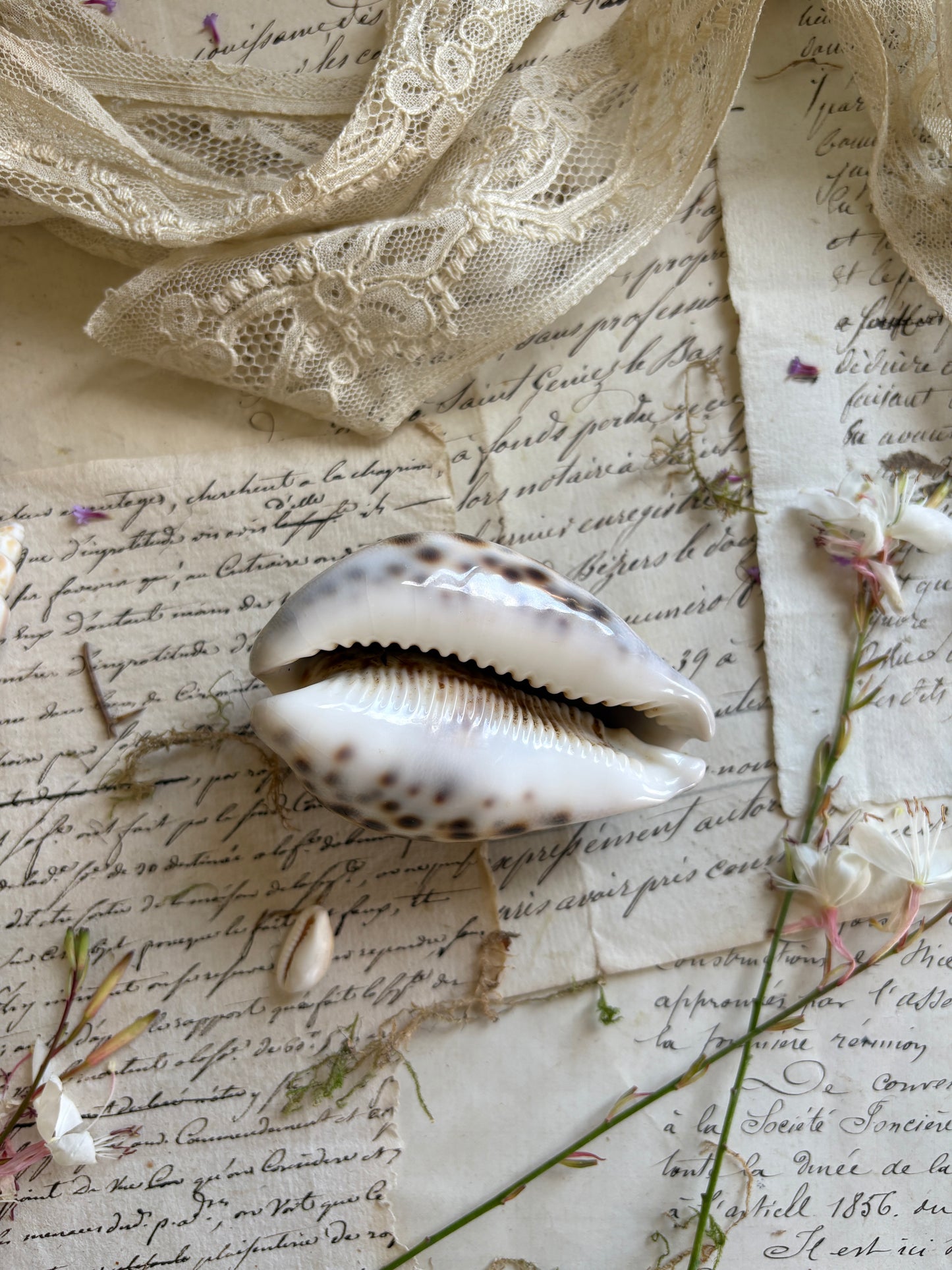 Pair of Vintage Natural Tiger Cowrie Shells