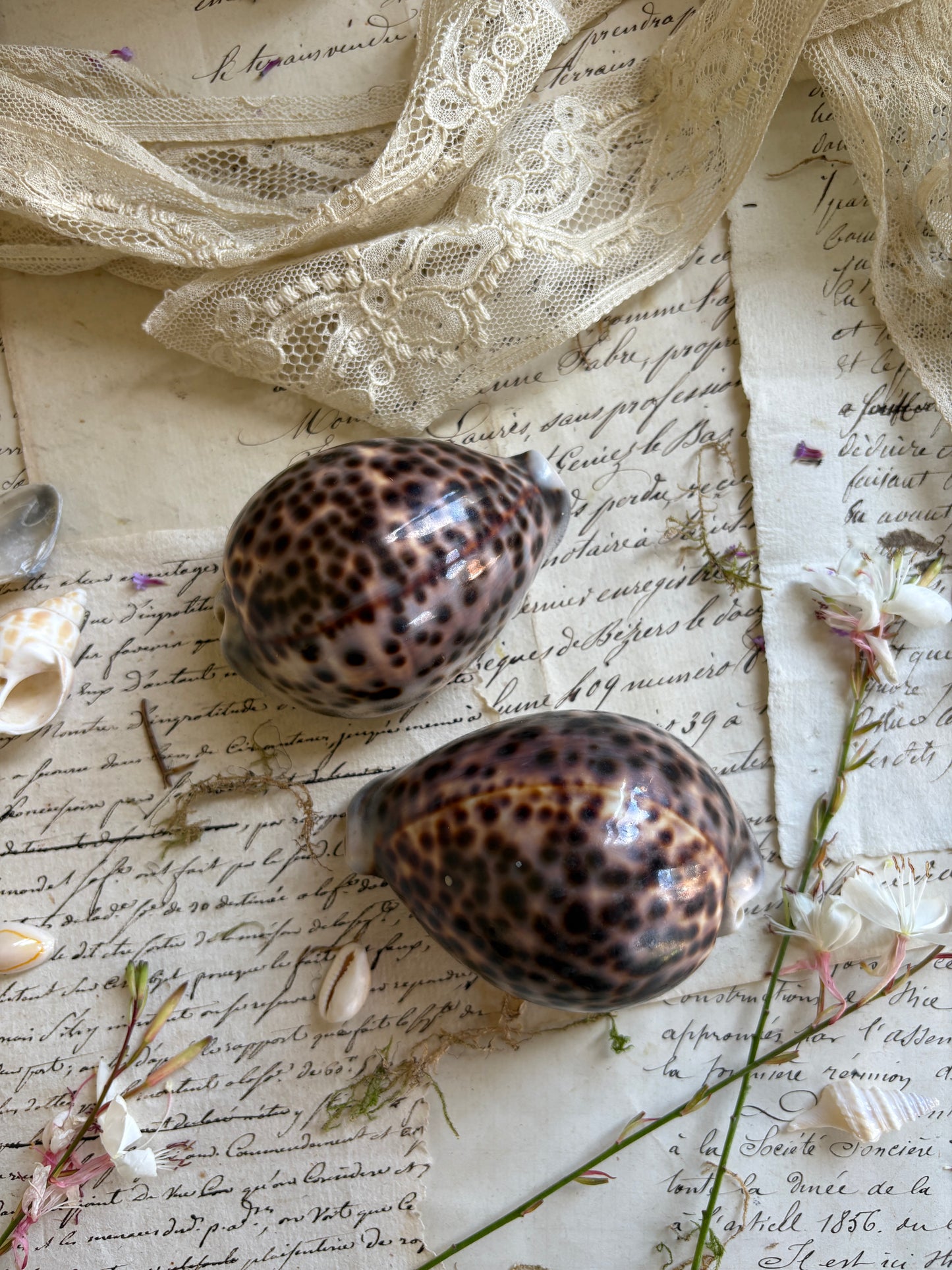 Pair of Vintage Natural Tiger Cowrie Shells