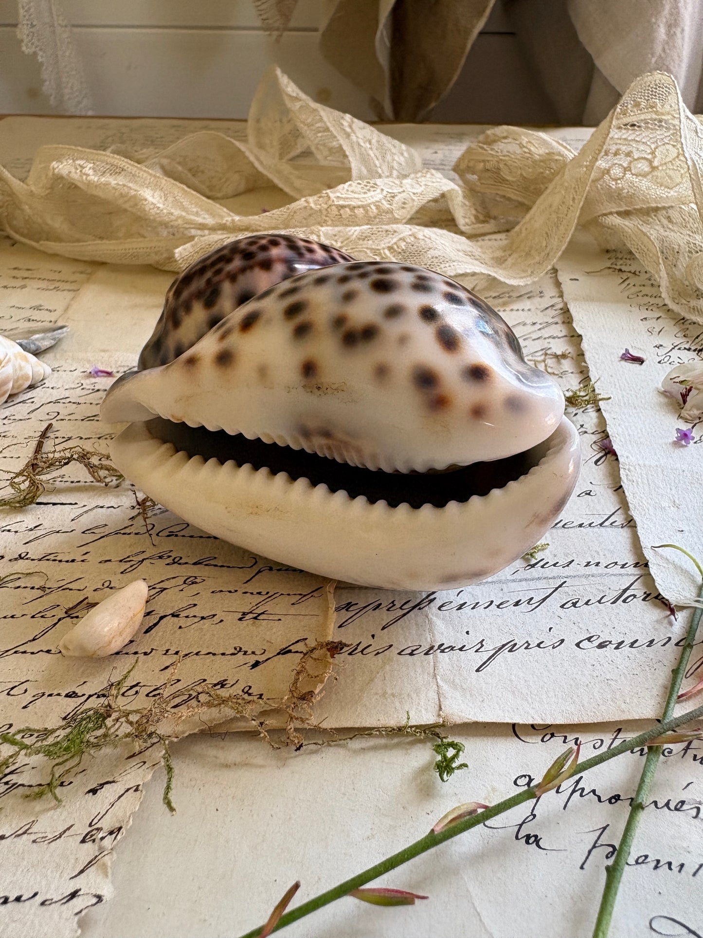 Pair of Vintage Natural Tiger Cowrie Shells
