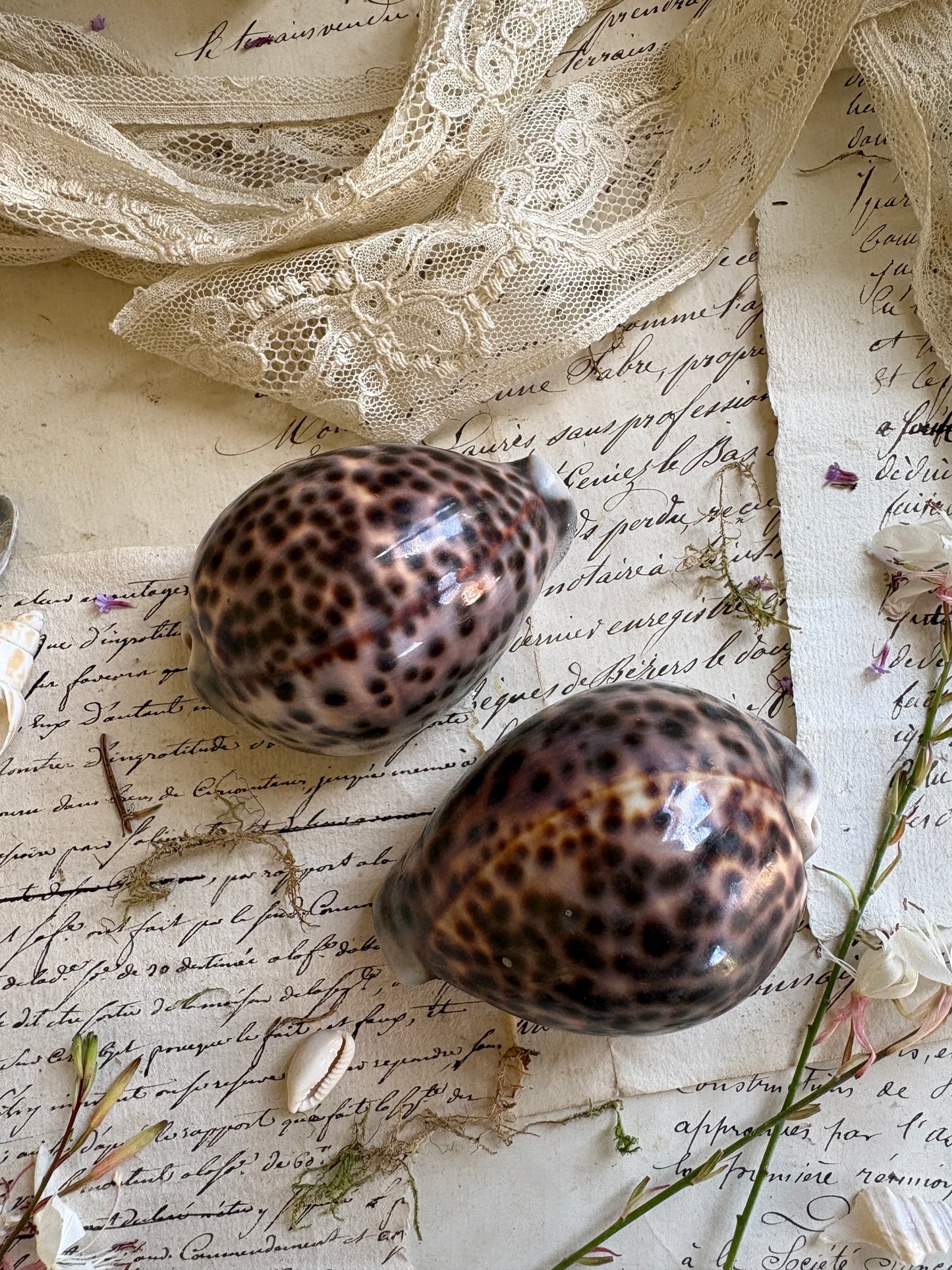 Pair of Vintage Natural Tiger Cowrie Shells