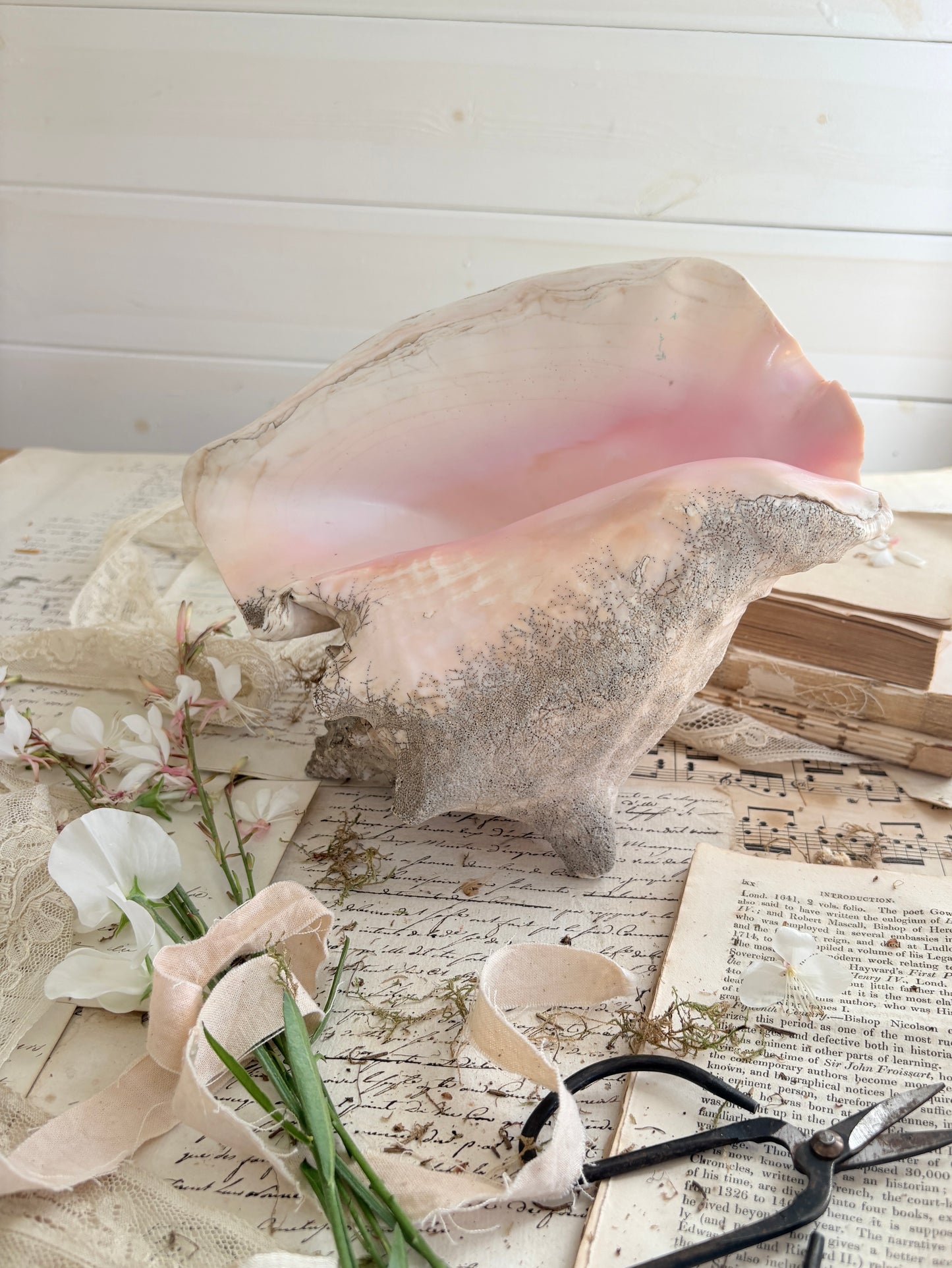 Large Antique  Queen Conch Shell (Aliger gigas)