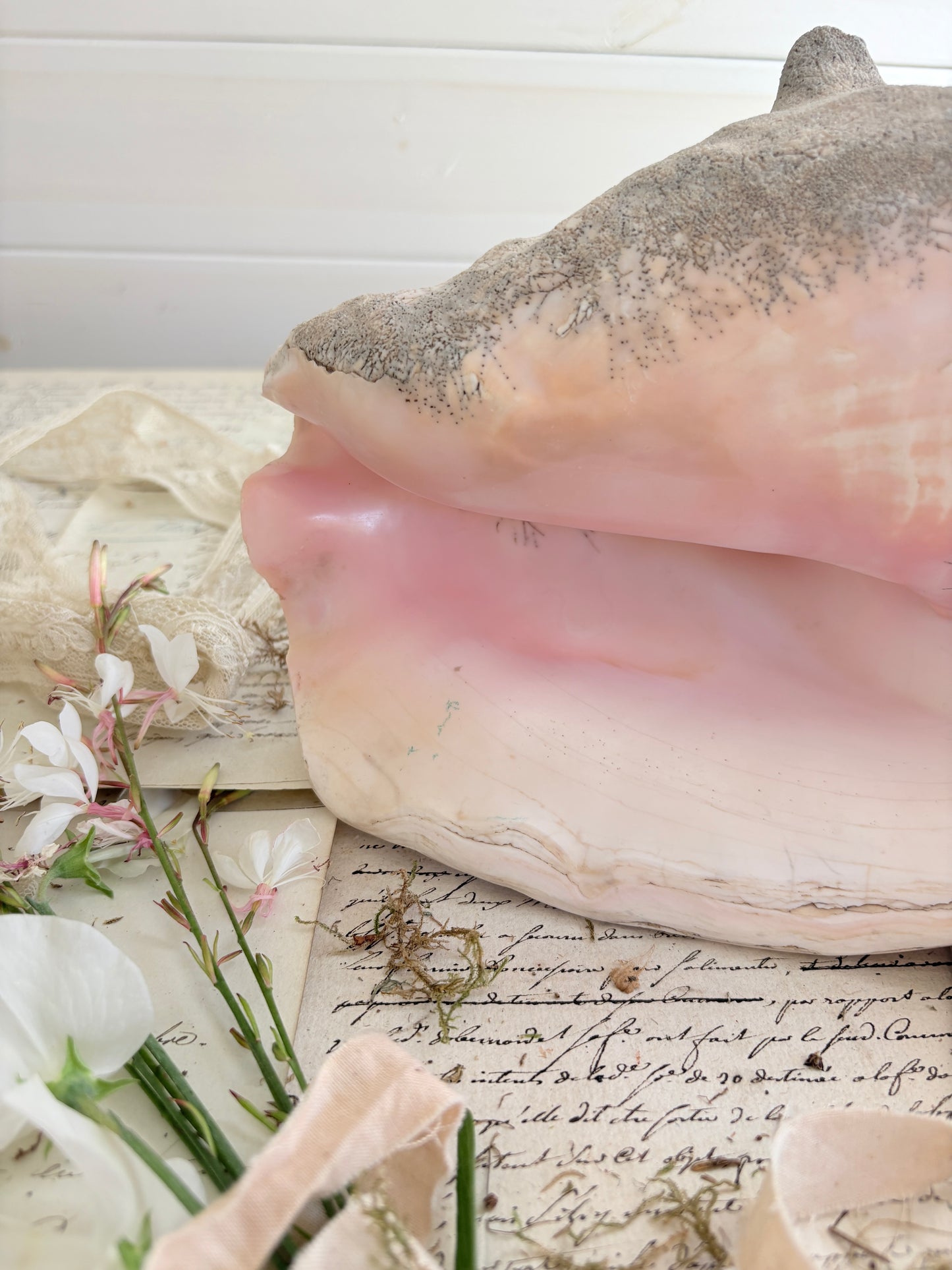 Large Antique  Queen Conch Shell (Aliger gigas)