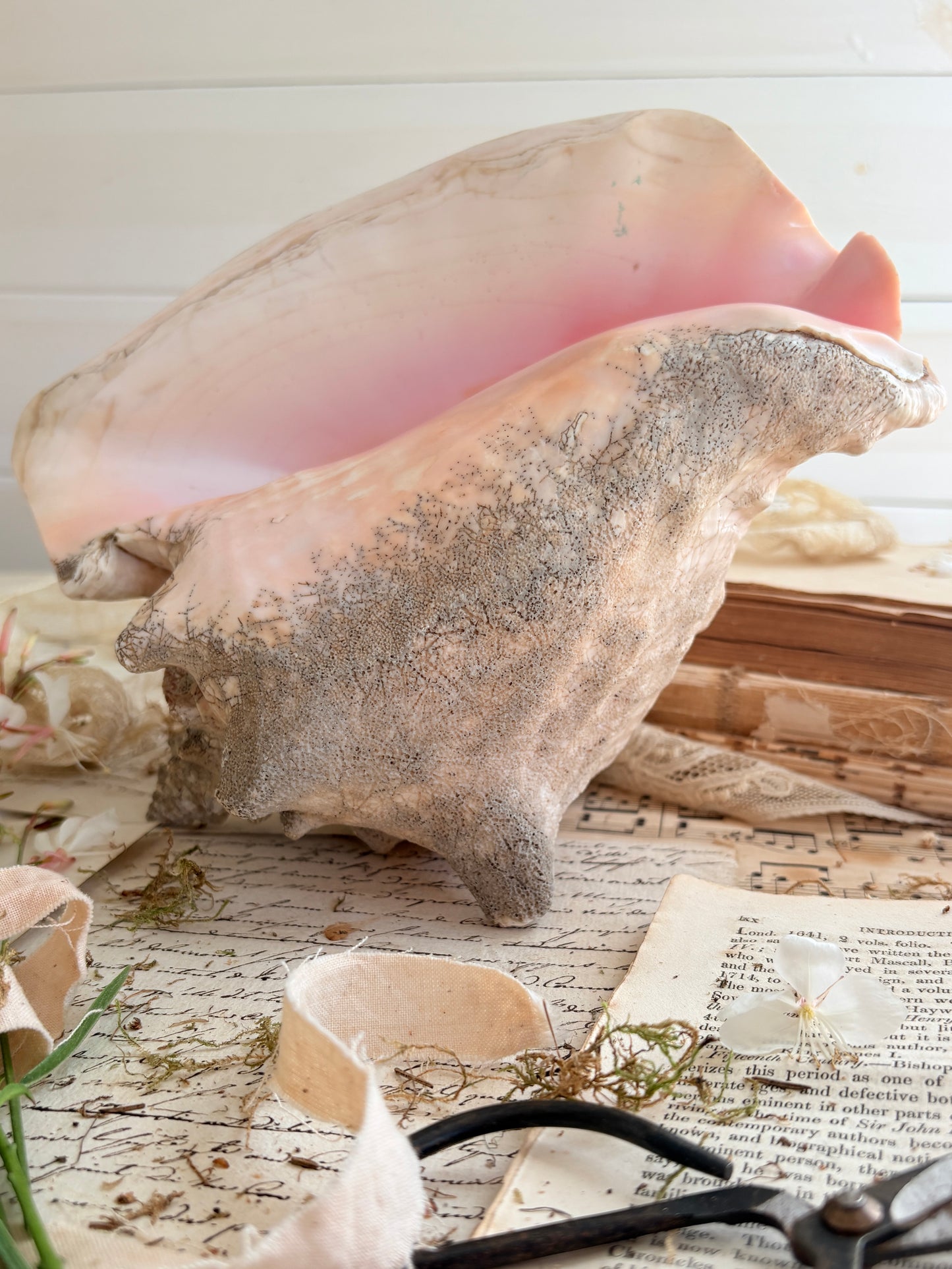 Large Antique  Queen Conch Shell (Aliger gigas)