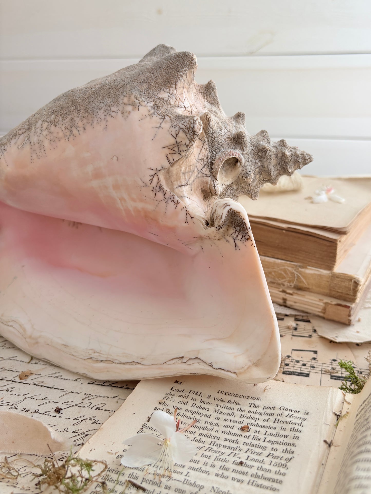 Large Antique  Queen Conch Shell (Aliger gigas)