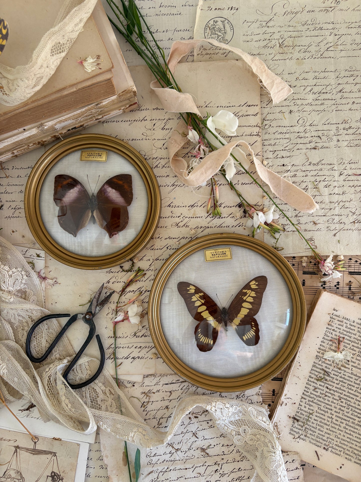 Pair of Vintage French Taxidermy Butterfly Displays