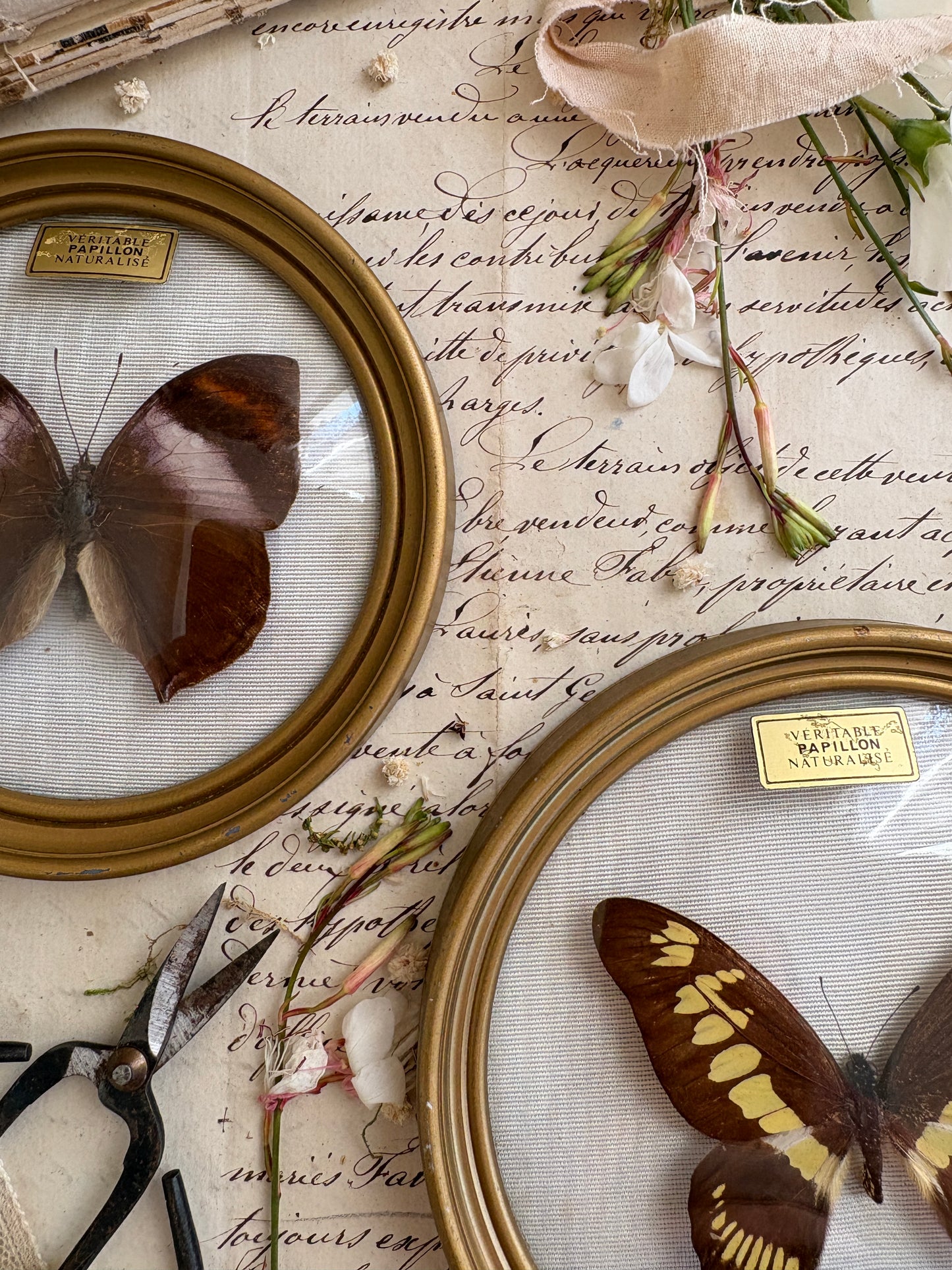 Pair of Vintage French Taxidermy Butterfly Displays