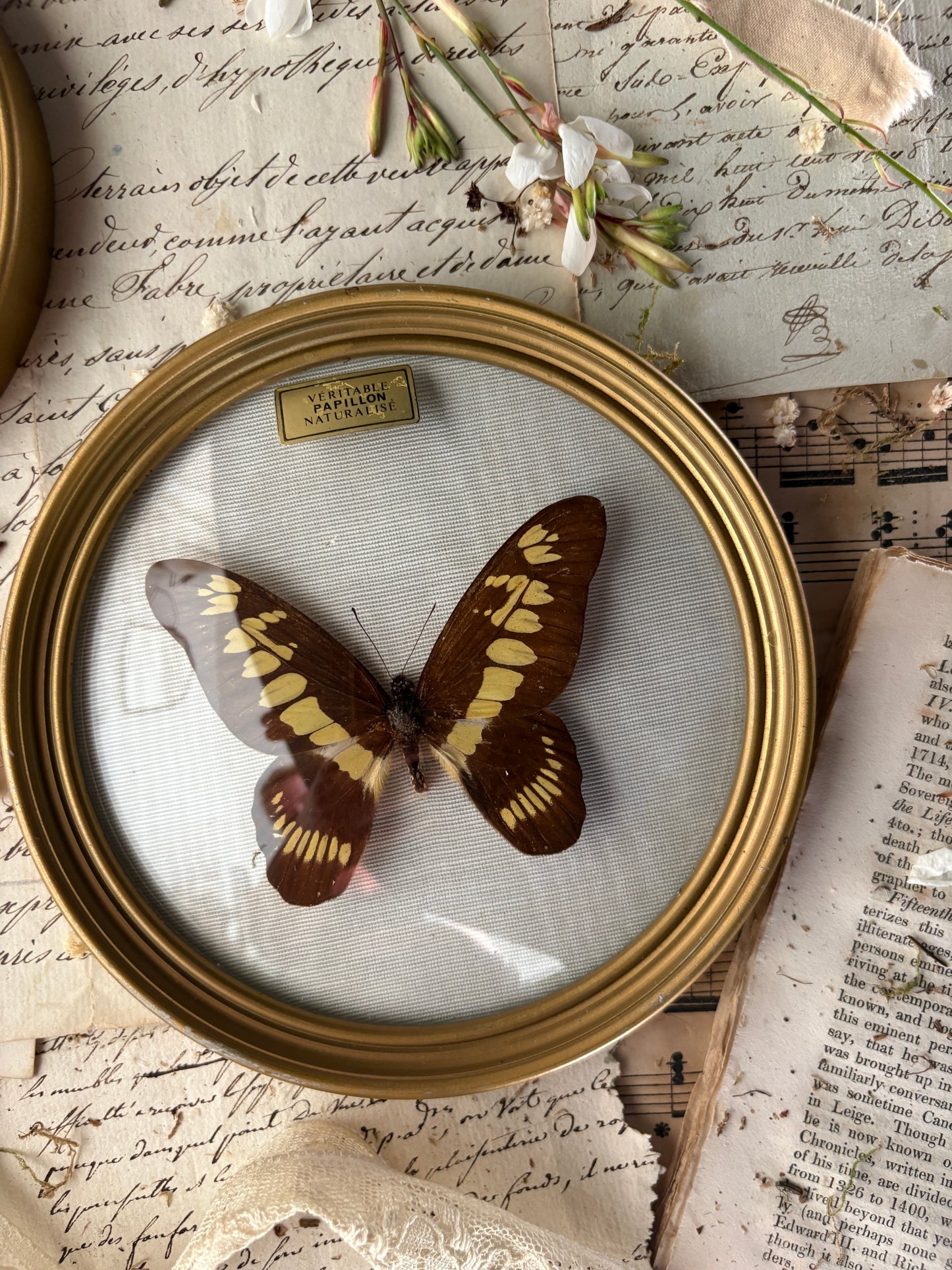 Pair of Vintage French Taxidermy Butterfly Displays