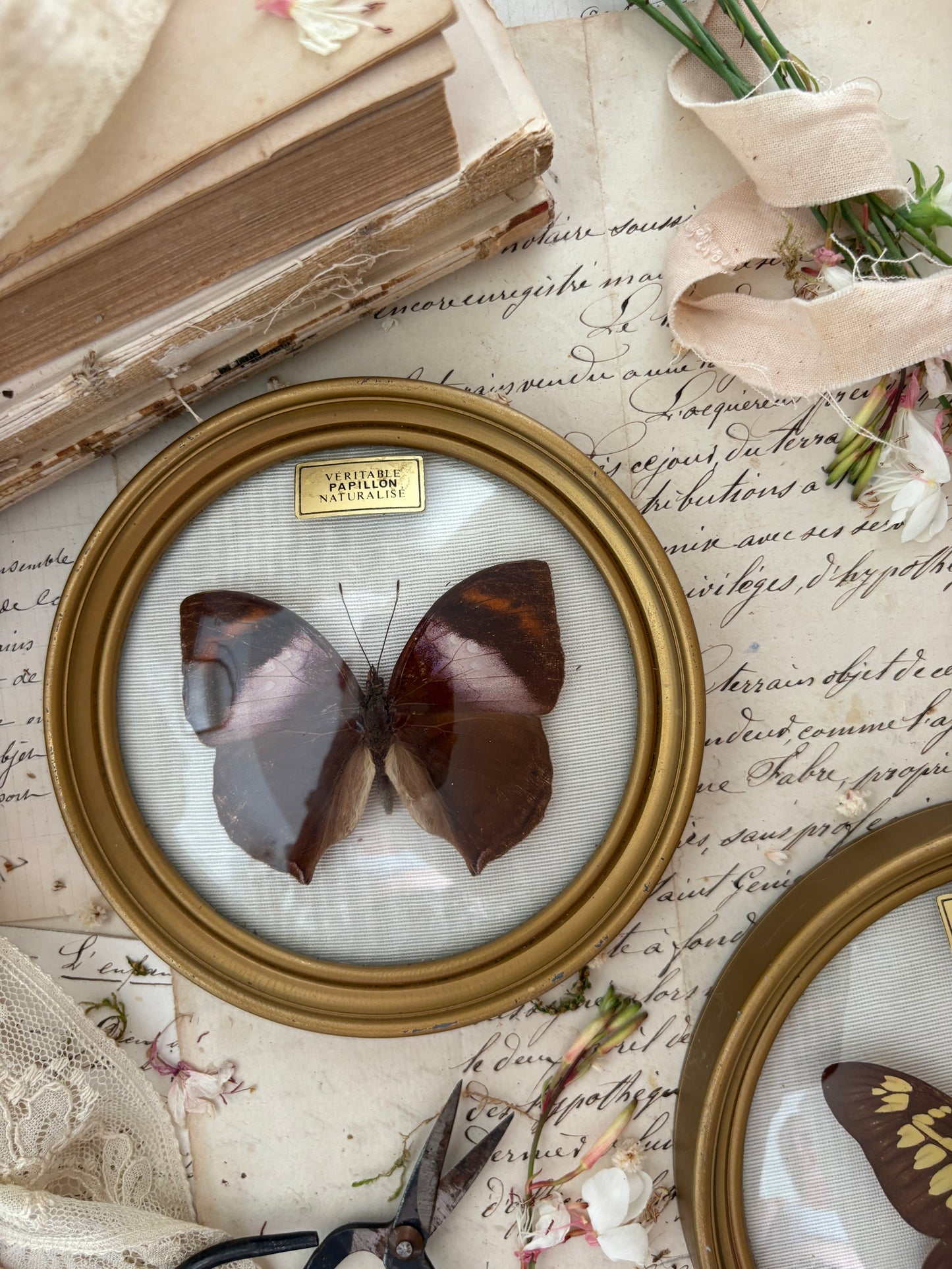 Pair of Vintage French Taxidermy Butterfly Displays