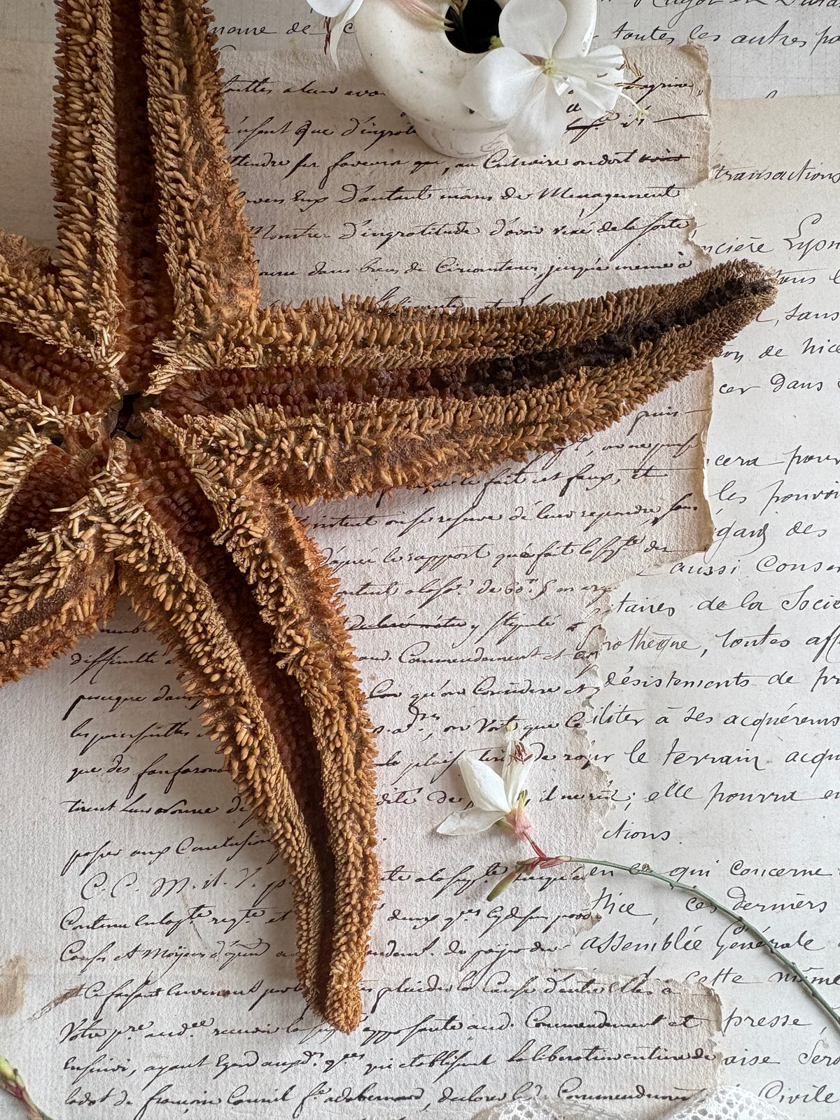 Authentic Natural Spiny Starfish Specimen