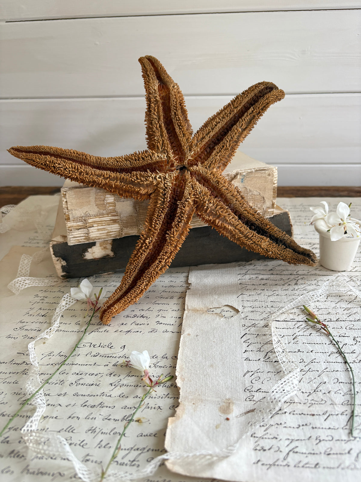 Authentic Natural Spiny Starfish Specimen
