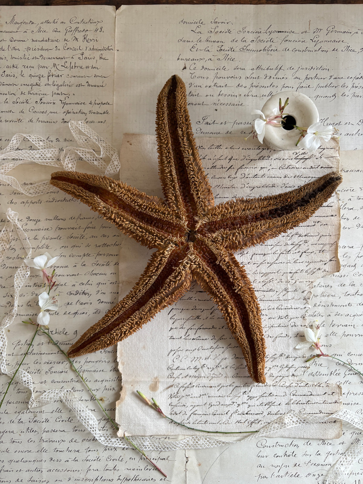 Authentic Natural Spiny Starfish Specimen