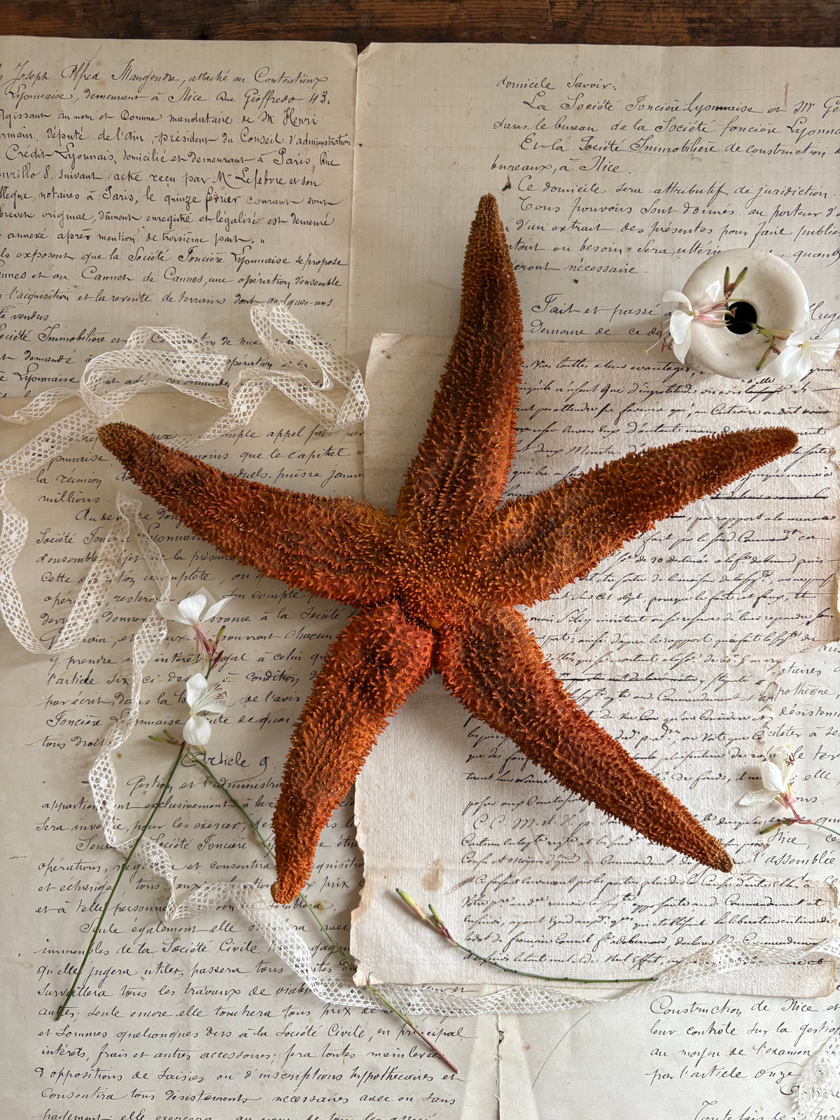 Authentic Natural Spiny Starfish Specimen