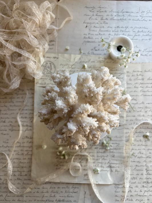 Vintage Cauliflower Coral Specimen